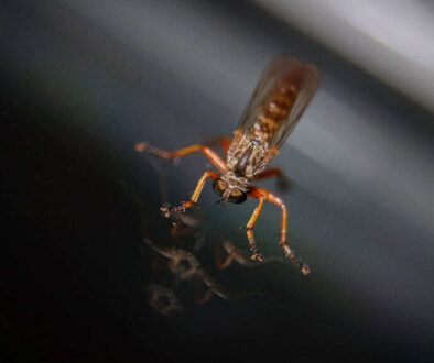mosquito-2